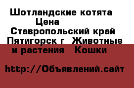 Шотландские котята › Цена ­ 1 000 - Ставропольский край, Пятигорск г. Животные и растения » Кошки   
